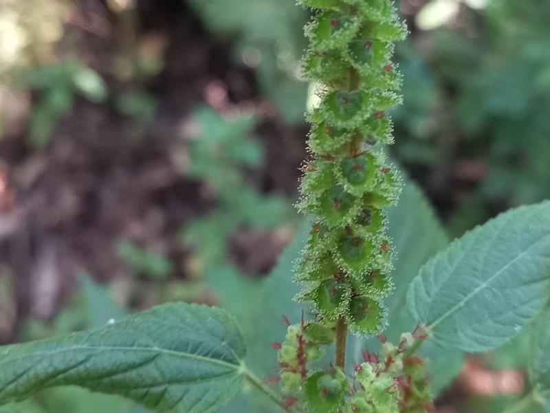 Acalypha mollis photo 5