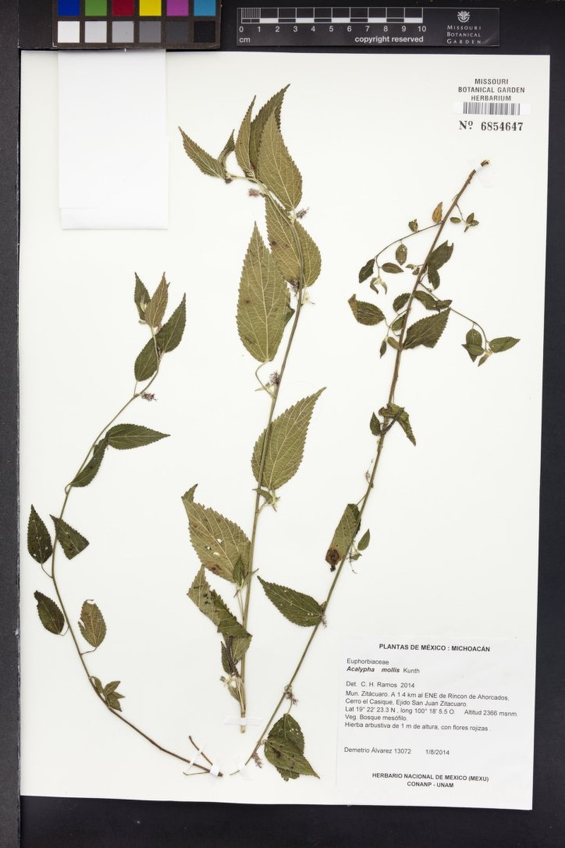 Acalypha mollis photo 6