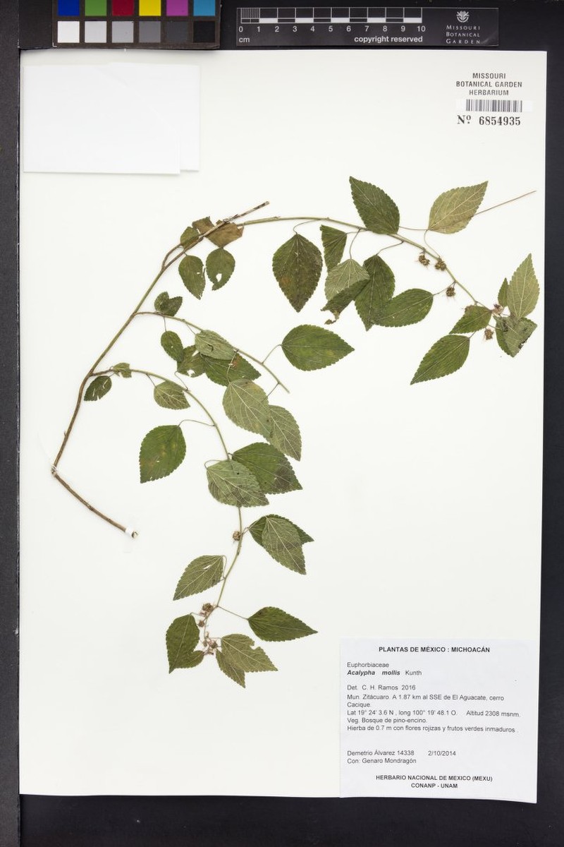 Acalypha mollis photo 7
