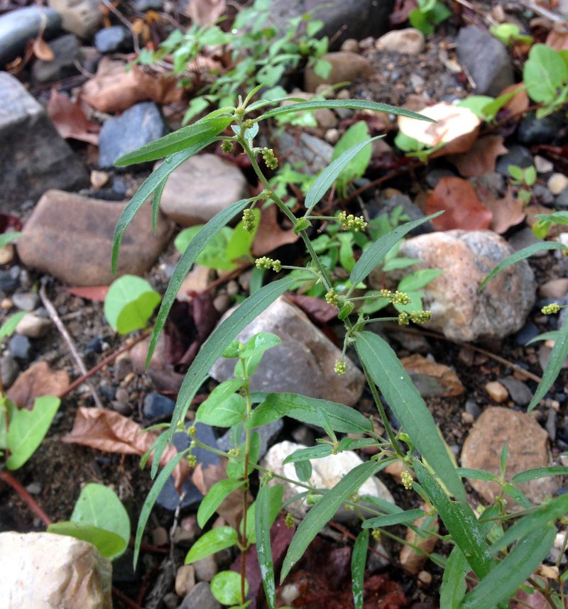 Slender Threeseed Mercury