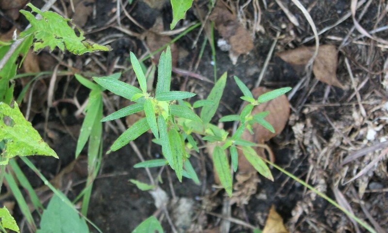 Slender Threeseed Mercury photo 2
