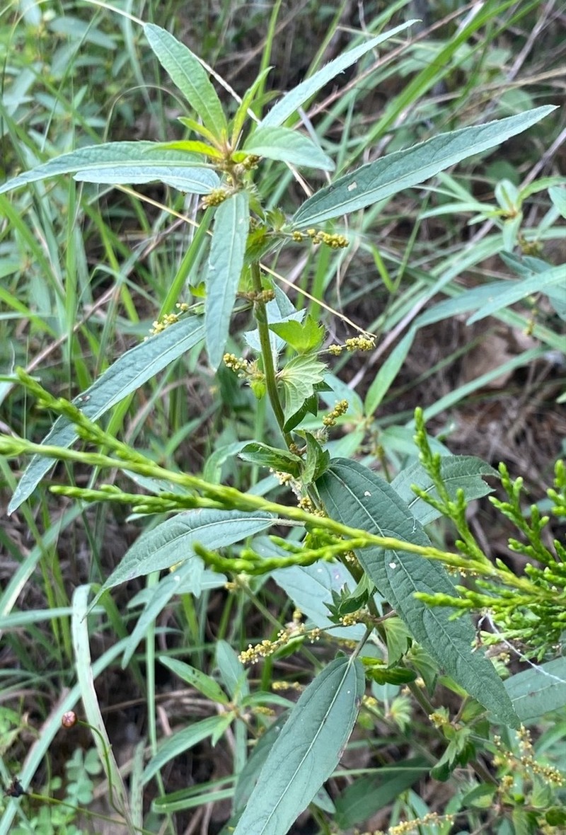 Slender Threeseed Mercury photo 4