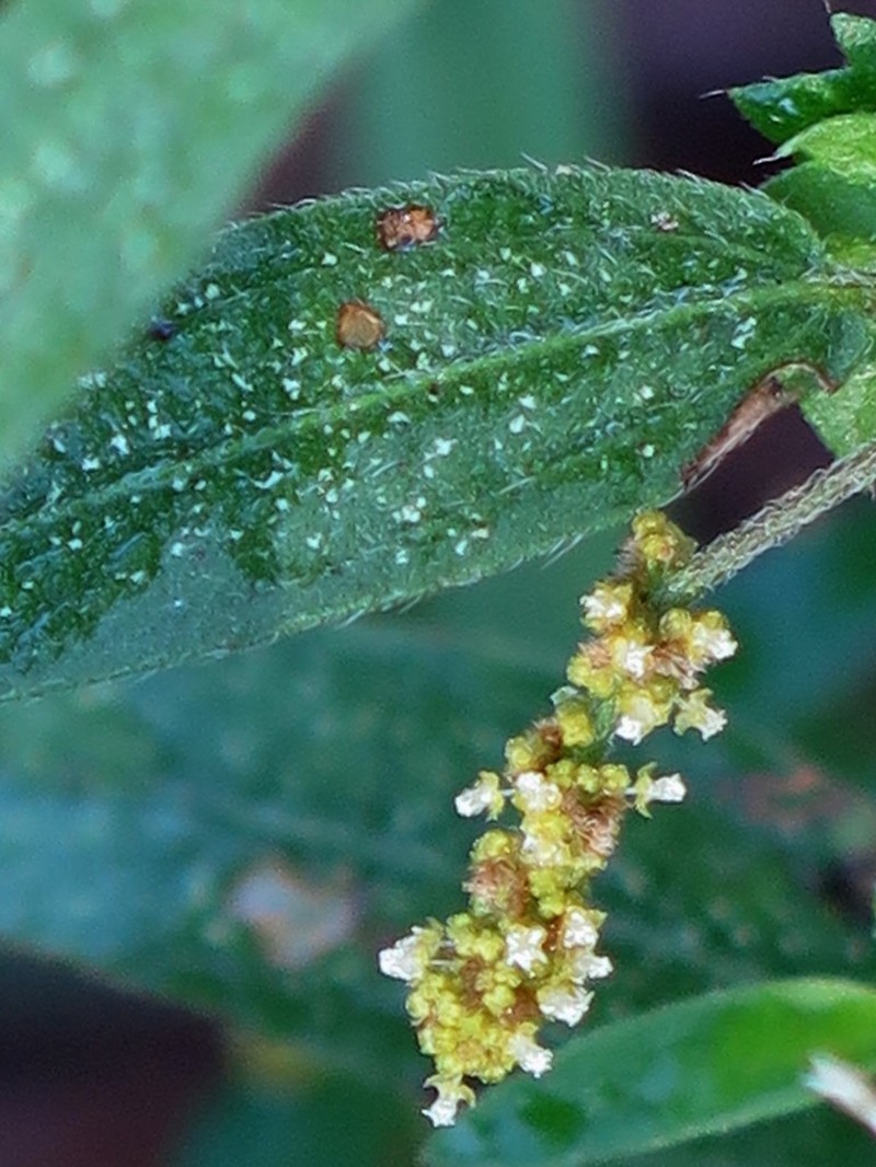 Slender Threeseed Mercury photo 5