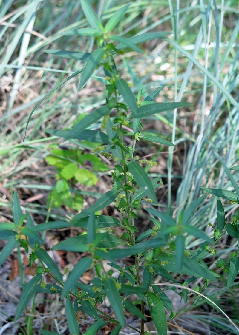 Slender Threeseed Mercury photo 6