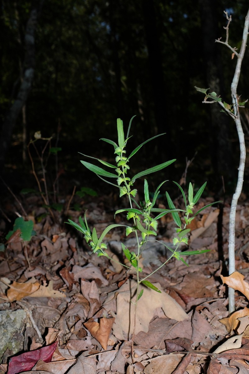 Slender Threeseed Mercury photo 7