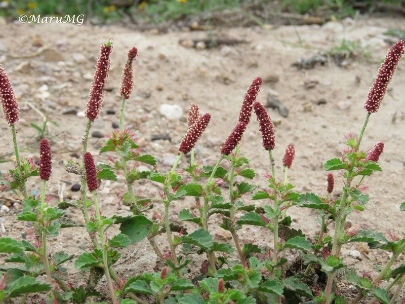 Round Copperleaf