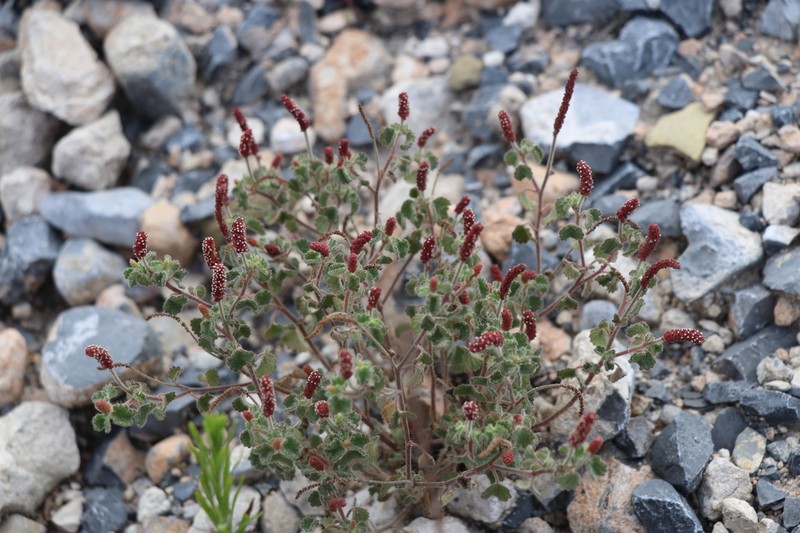 Round Copperleaf photo 2