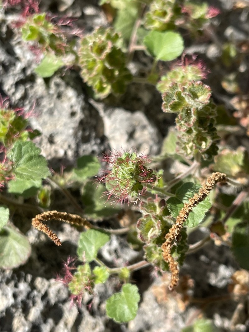 Round Copperleaf photo 3