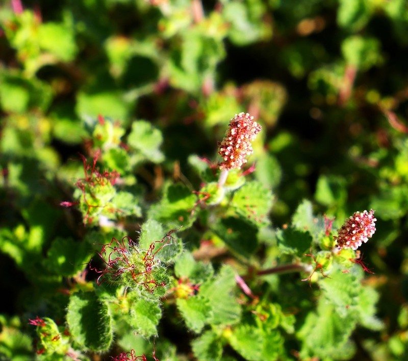 Round Copperleaf photo 4