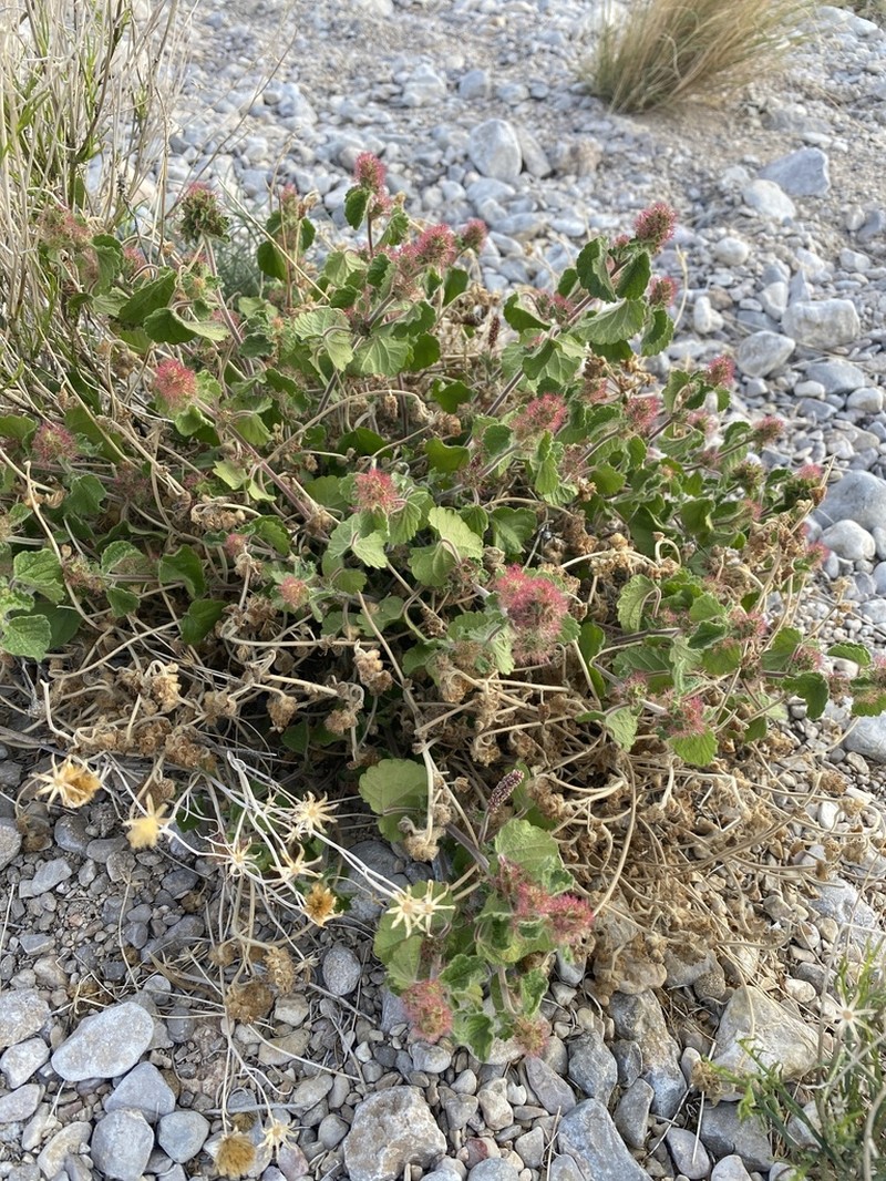 Round Copperleaf photo 5