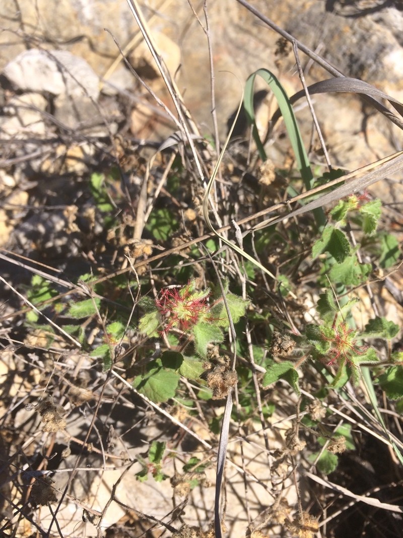 Round Copperleaf photo 6