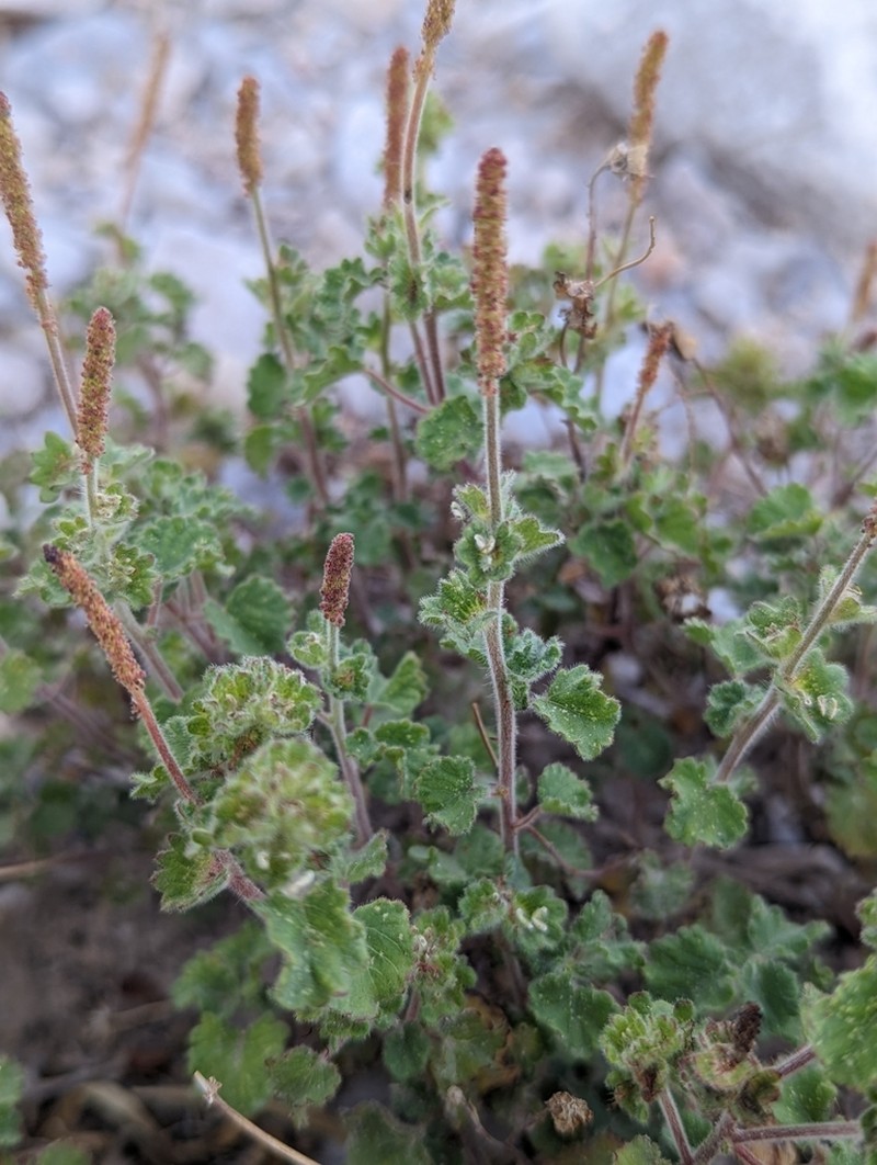Round Copperleaf photo 7