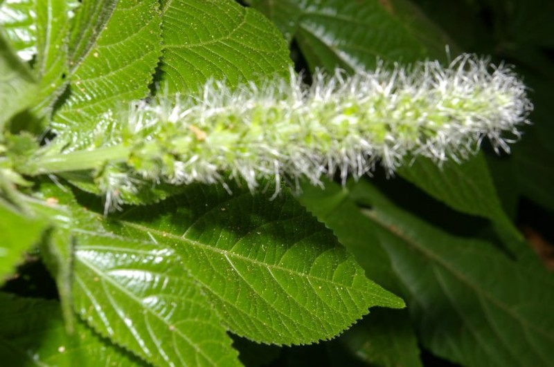 Acalypha mortoniana