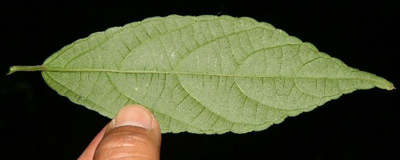 Acalypha mortoniana photo 2