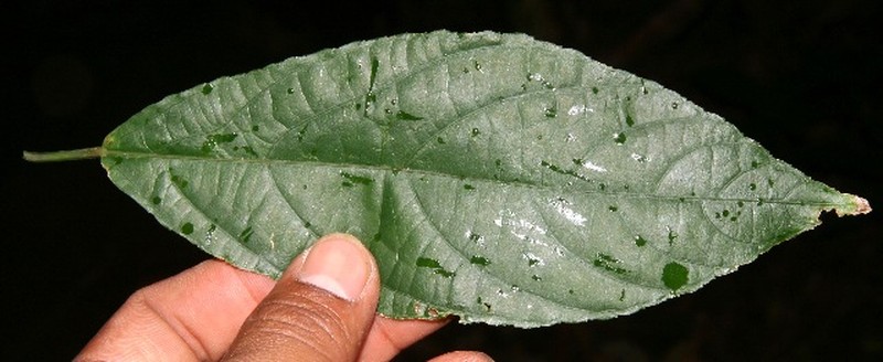 Acalypha mortoniana photo 3