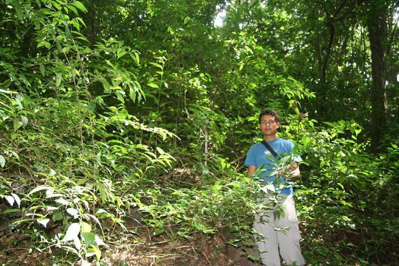 Acalypha mortoniana photo 4