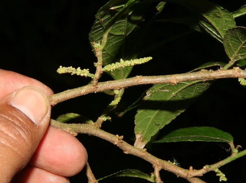 Acalypha mortoniana photo 5