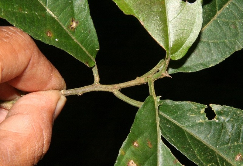 Acalypha mortoniana photo 7