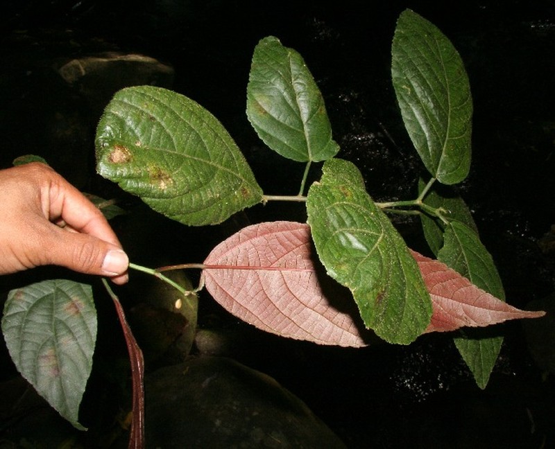 Acalypha mortoniana photo 8