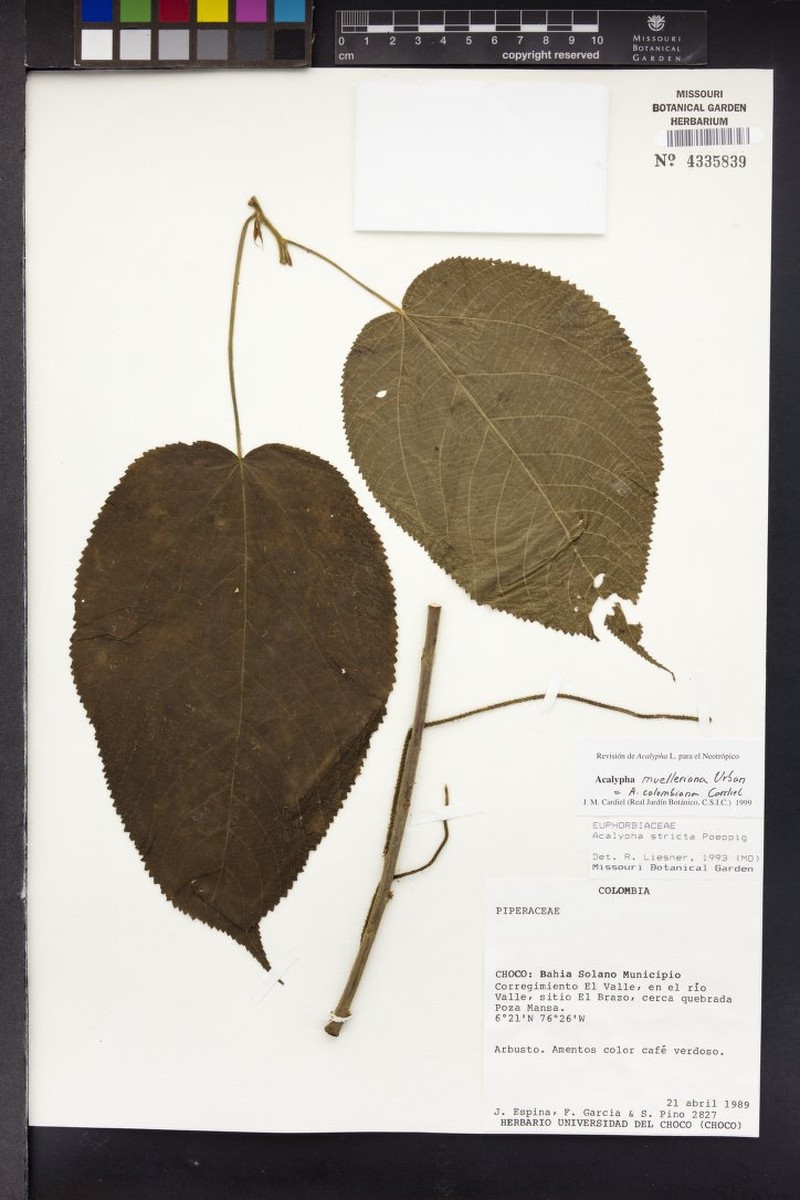 Acalypha muelleriana
