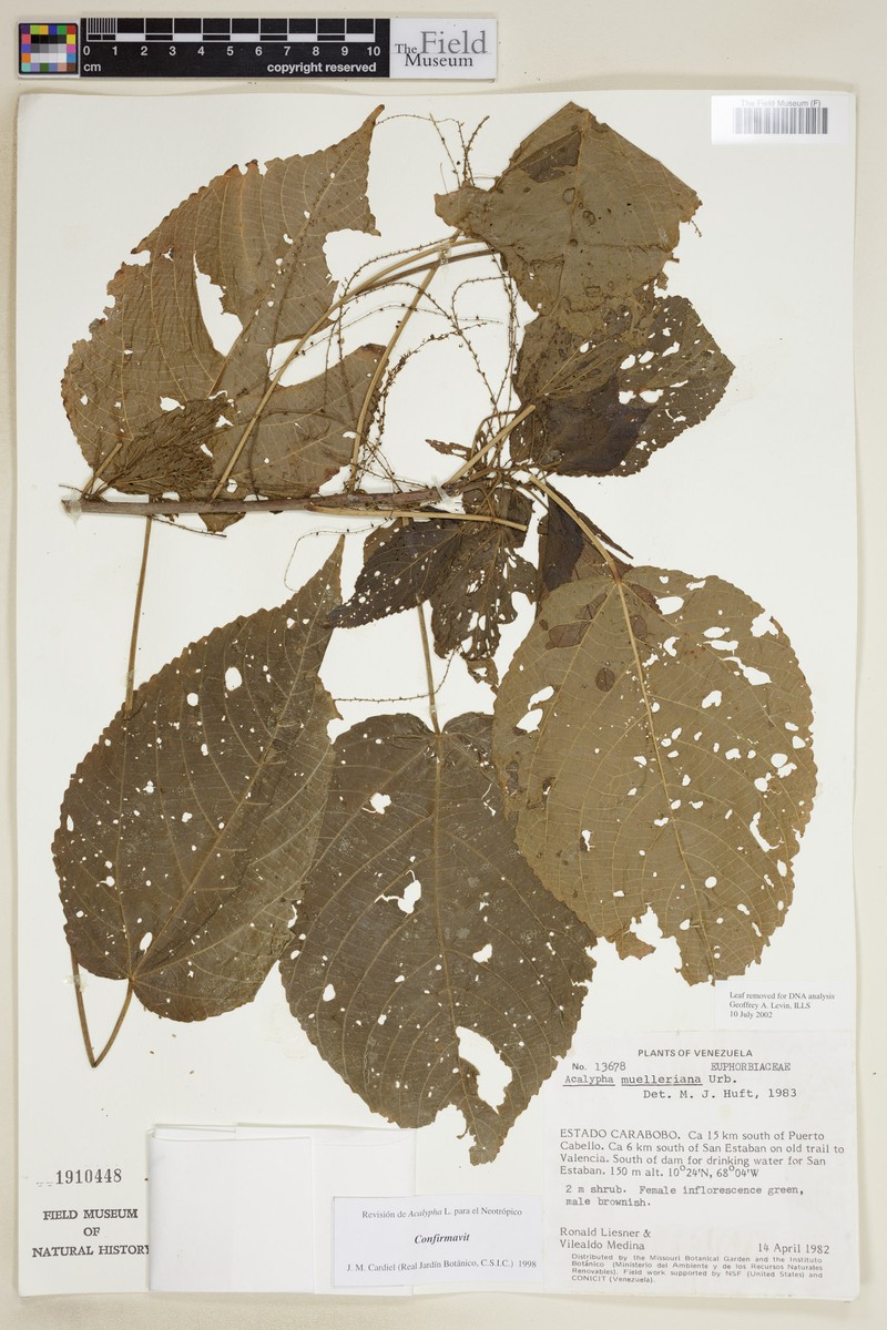 Acalypha muelleriana photo 2