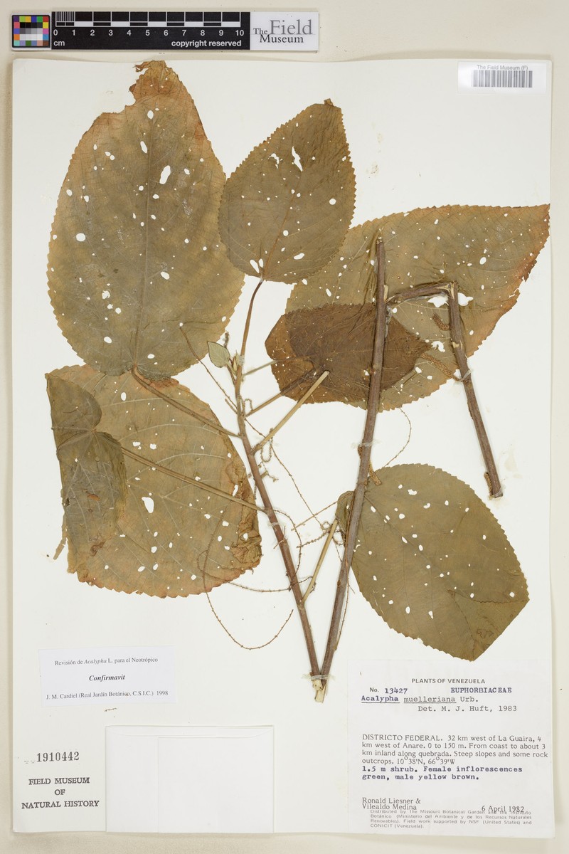Acalypha muelleriana photo 3