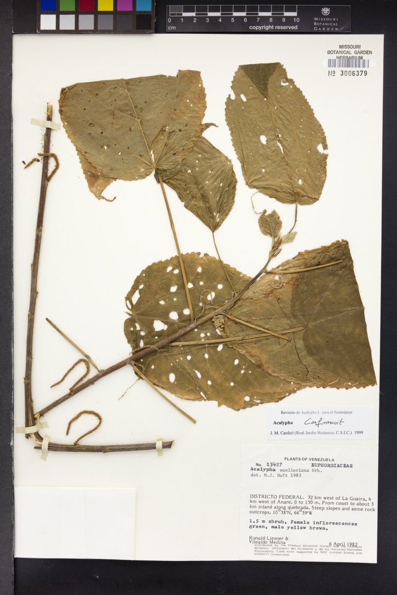 Acalypha muelleriana photo 4
