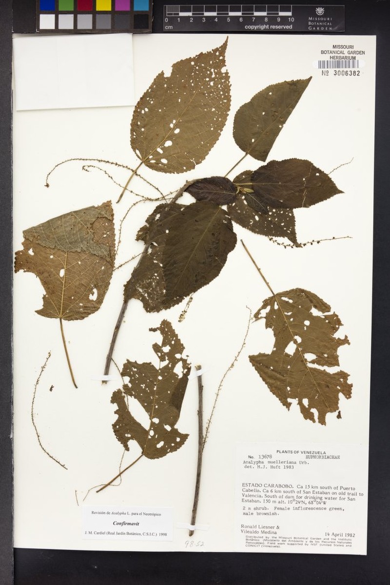 Acalypha muelleriana photo 5