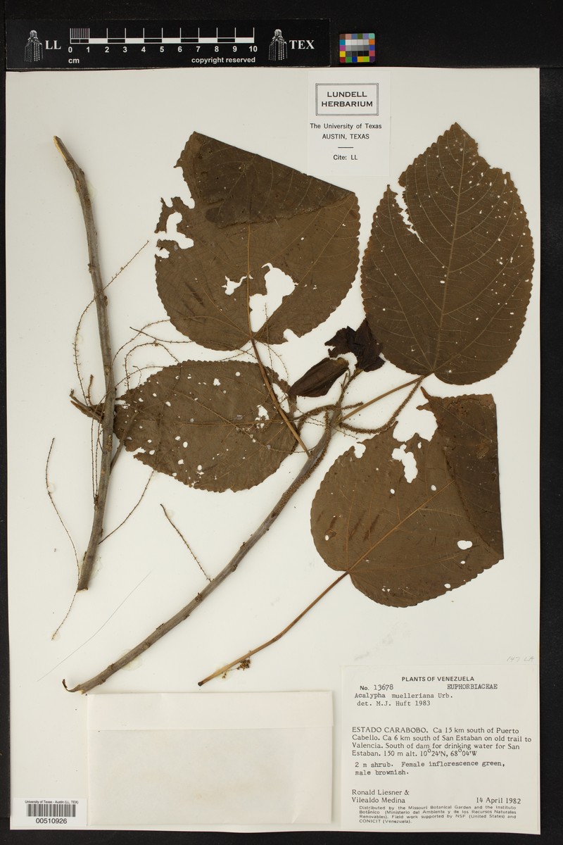 Acalypha muelleriana photo 6