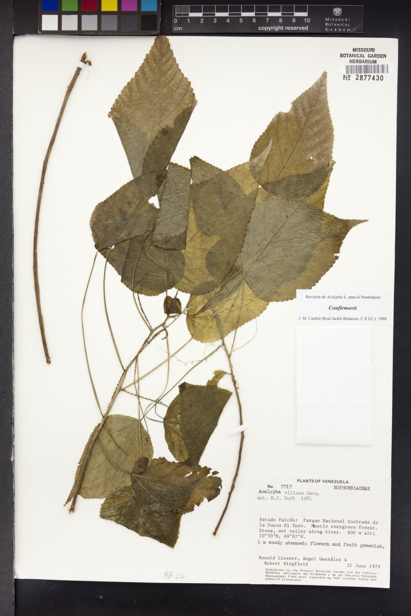 Acalypha muelleriana photo 7