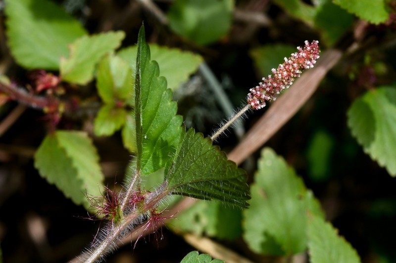 Acalypha multicaulis