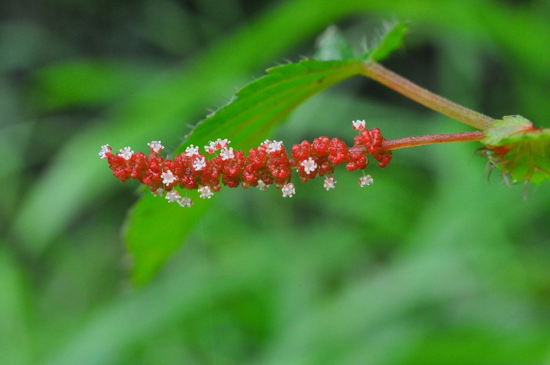 Acalypha multicaulis photo 2