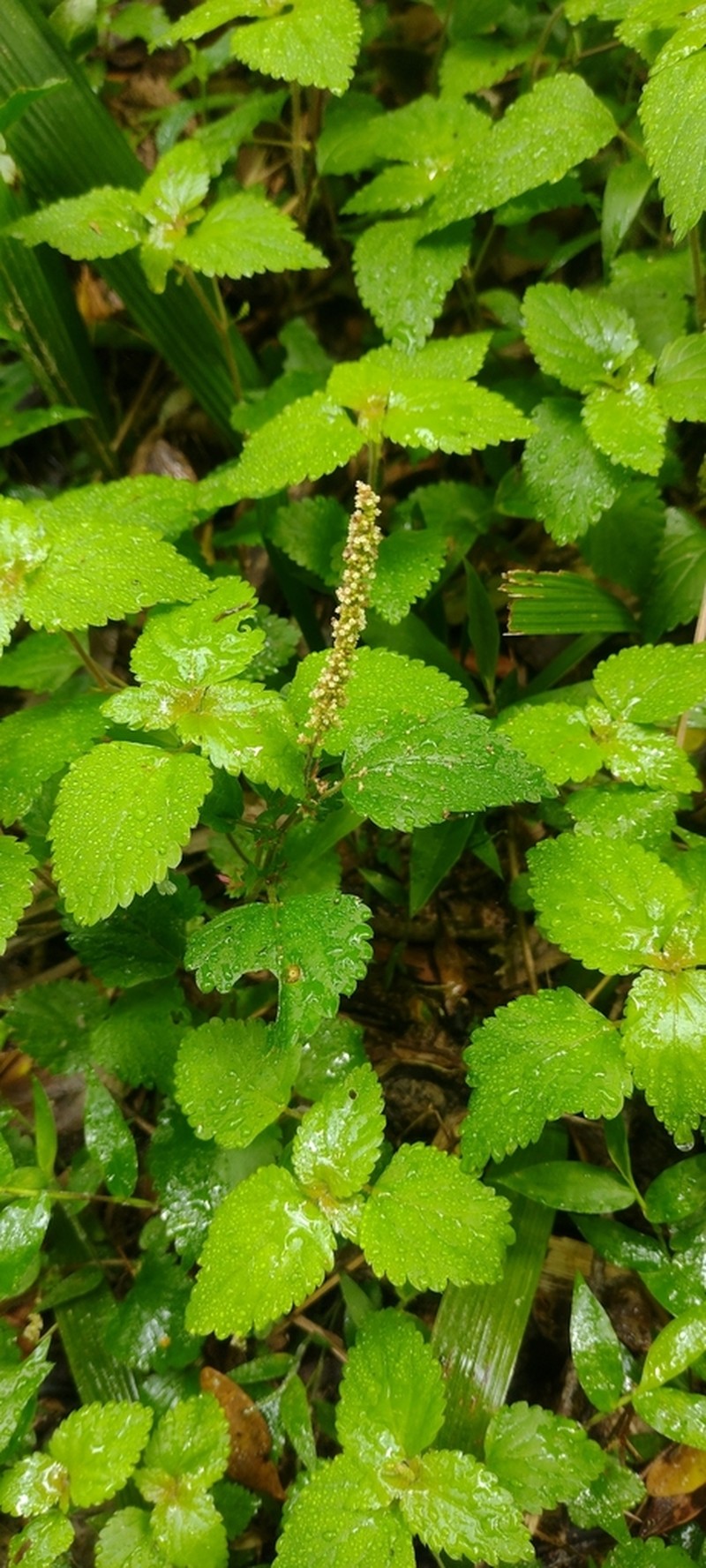 Acalypha multicaulis photo 3
