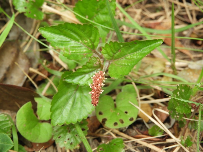 Acalypha multicaulis photo 4