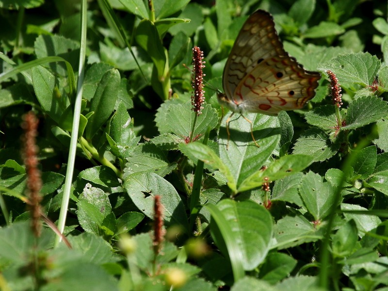 Acalypha multicaulis photo 5