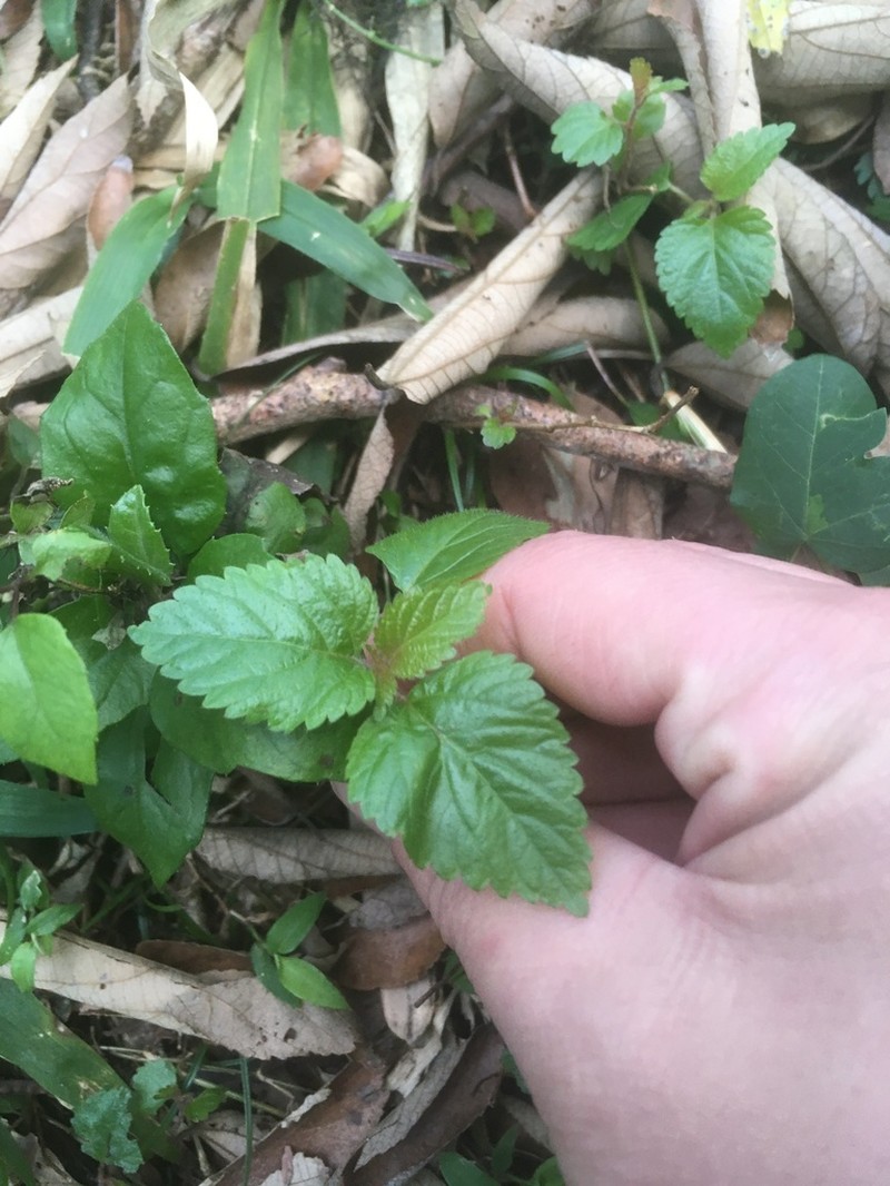 Acalypha multicaulis photo 6