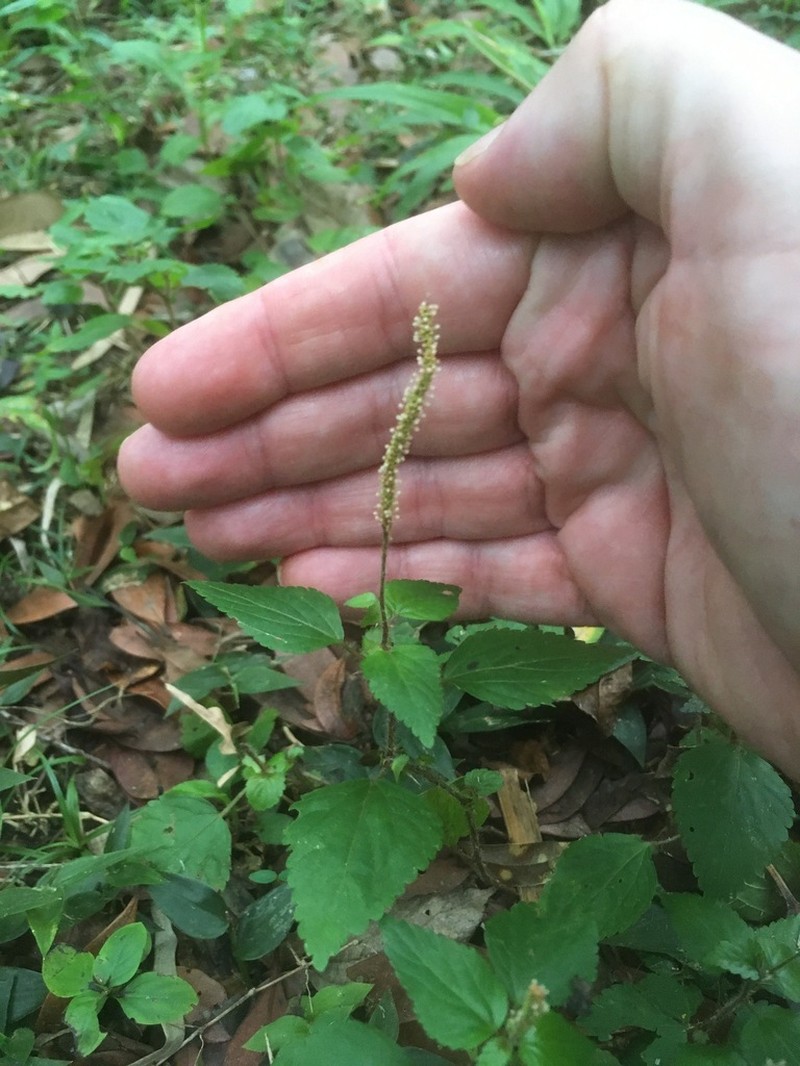 Acalypha multicaulis photo 8