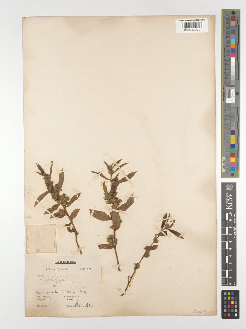 Acalypha multifida photo 2