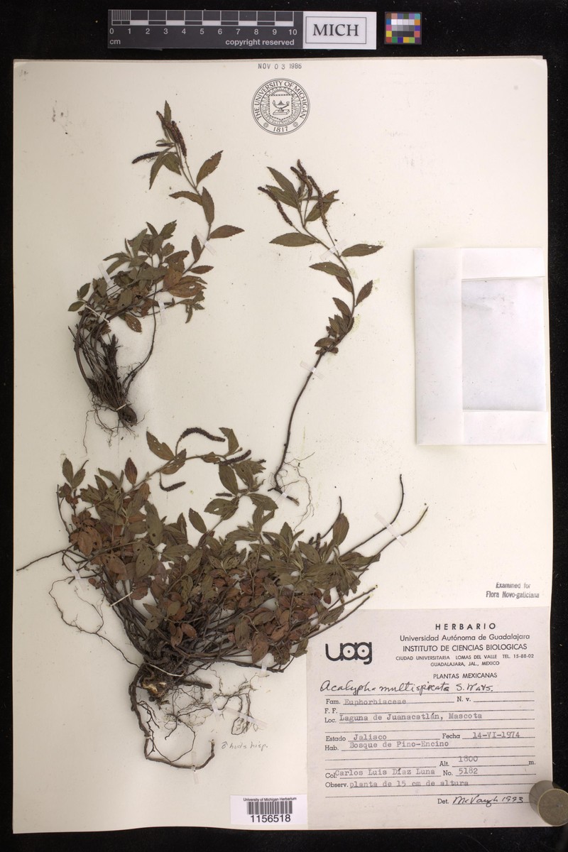 Acalypha multispicata