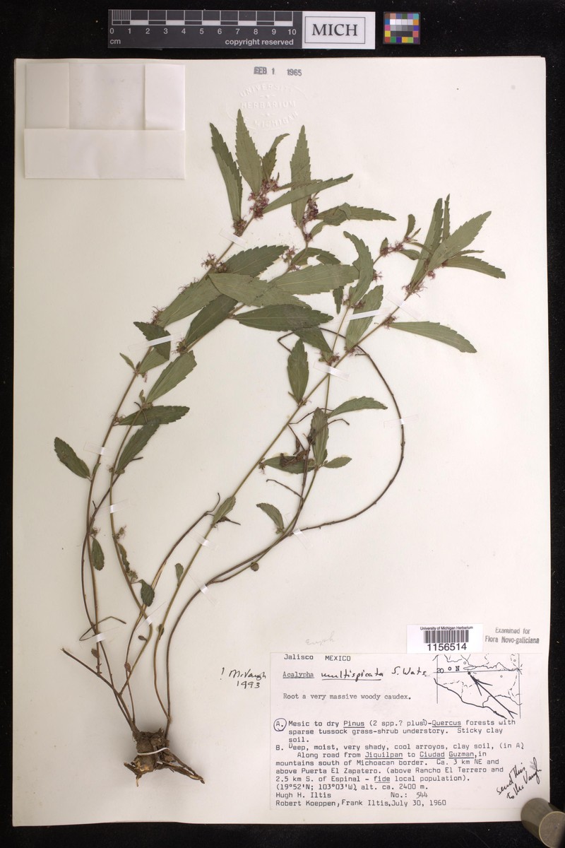 Acalypha multispicata photo 2