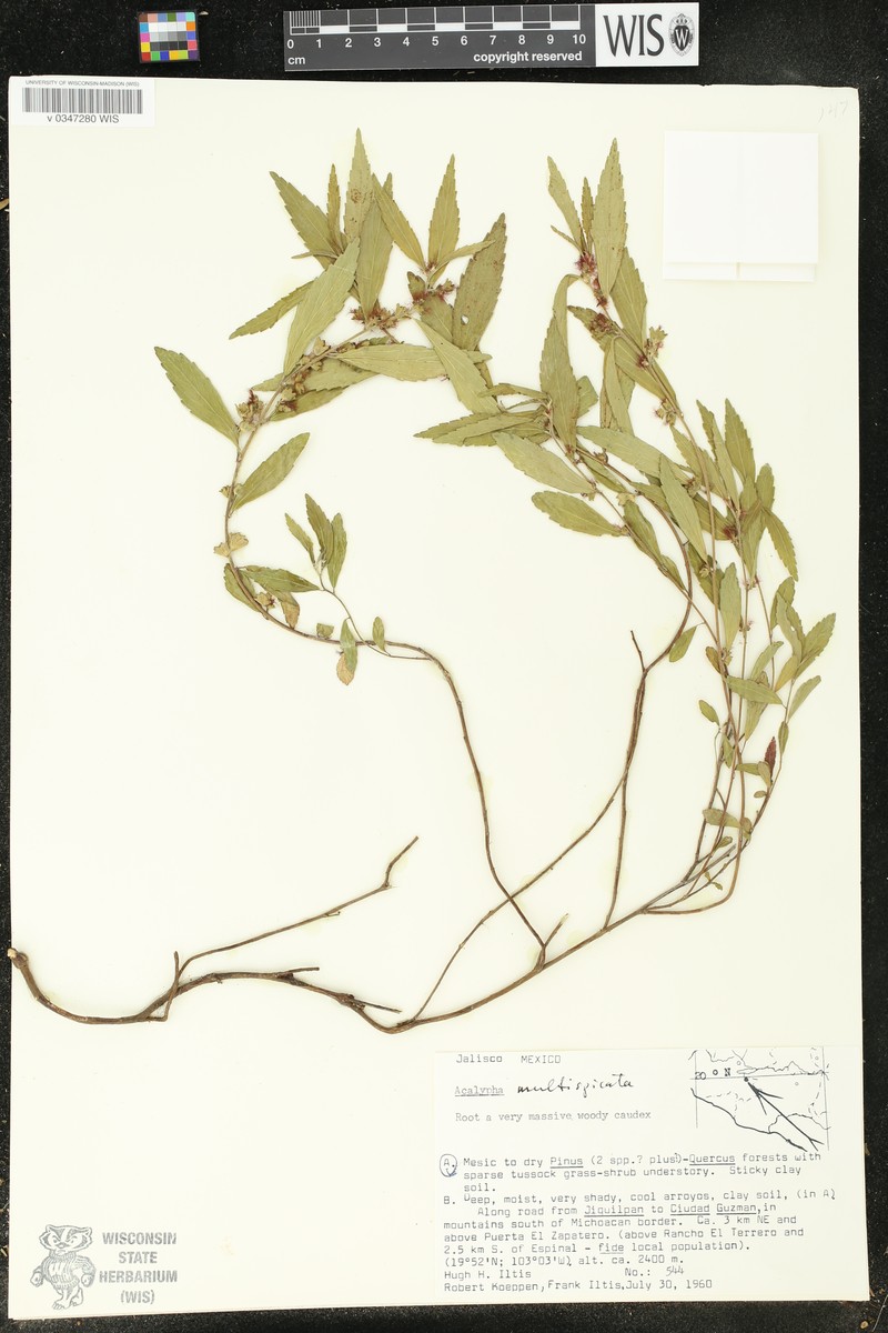 Acalypha multispicata photo 3