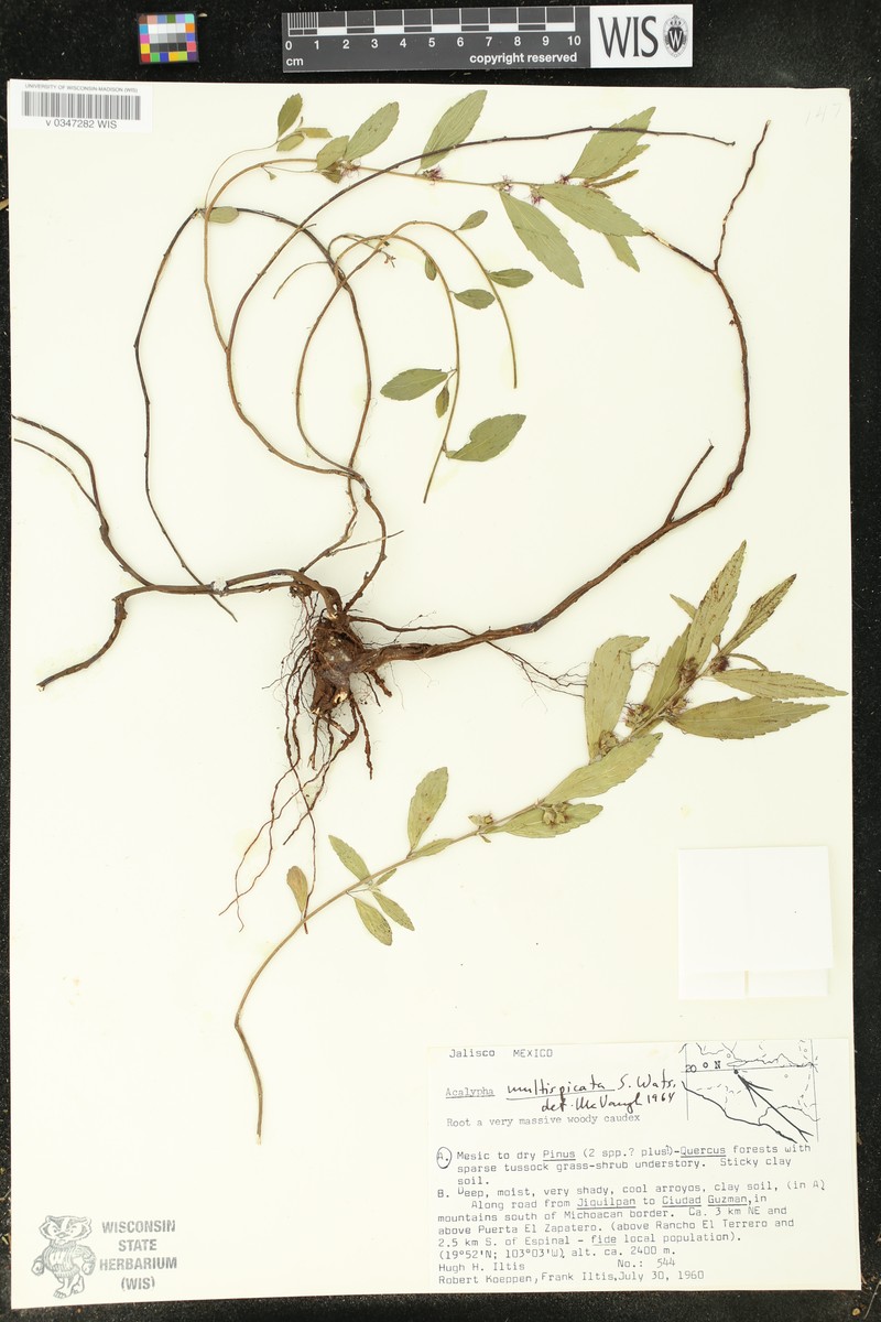 Acalypha multispicata photo 4
