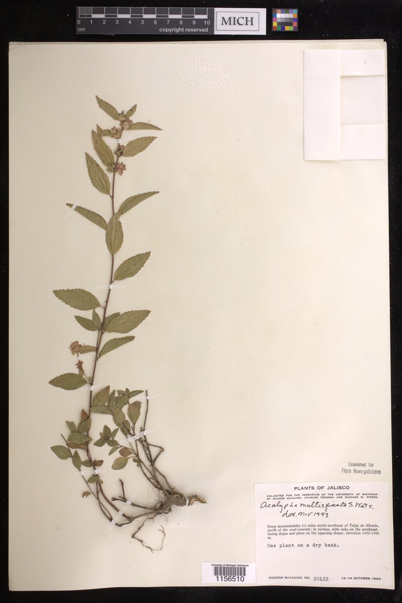 Acalypha multispicata photo 5
