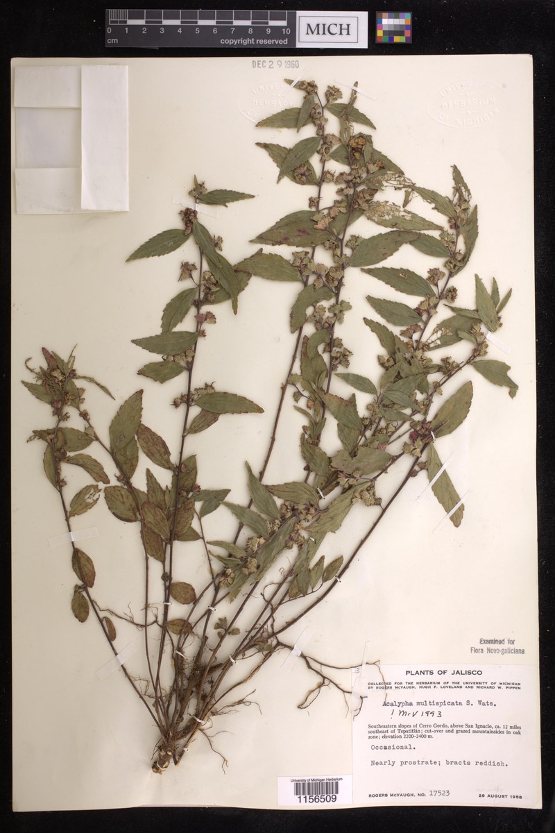 Acalypha multispicata photo 6