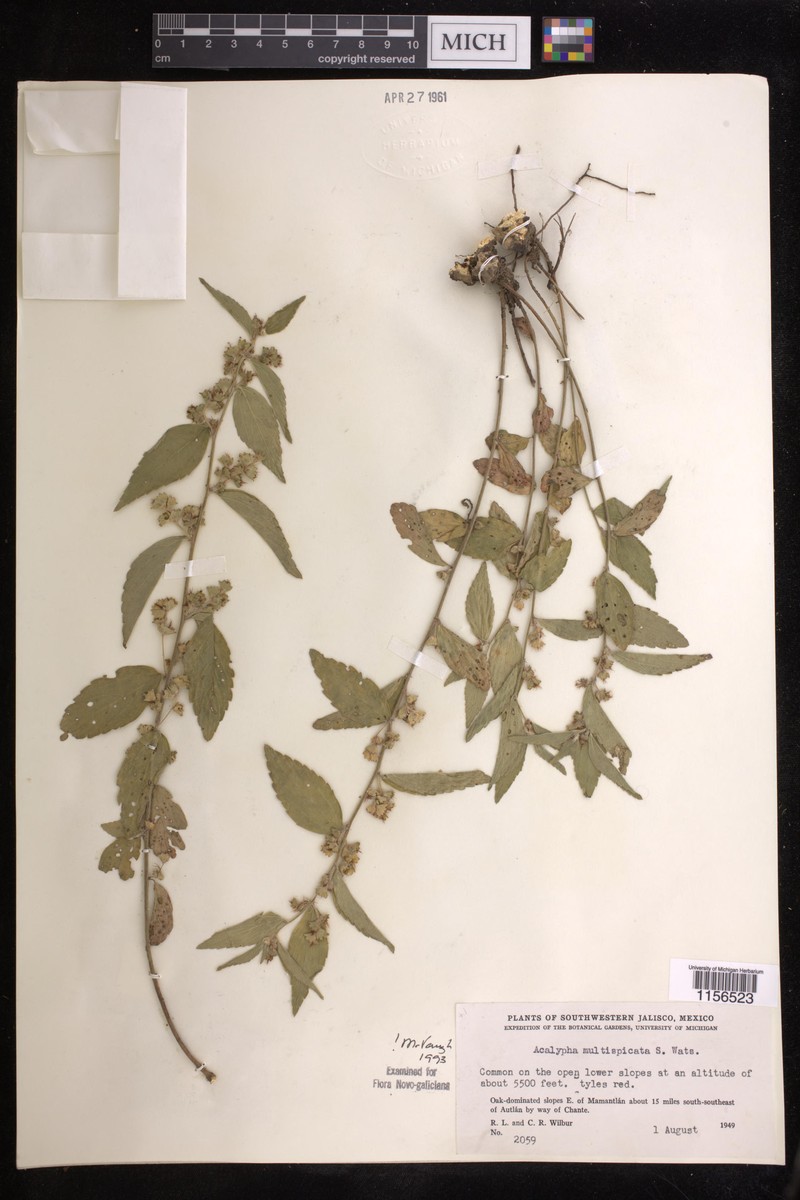 Acalypha multispicata photo 7