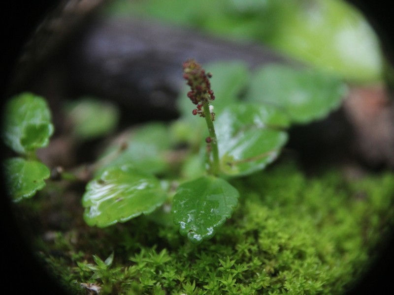 Acalypha nana