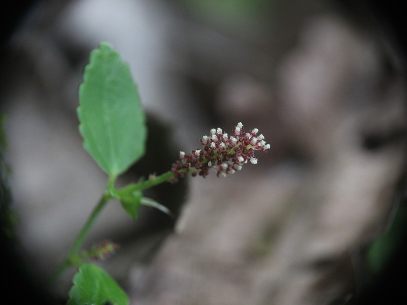 Acalypha nana photo 2