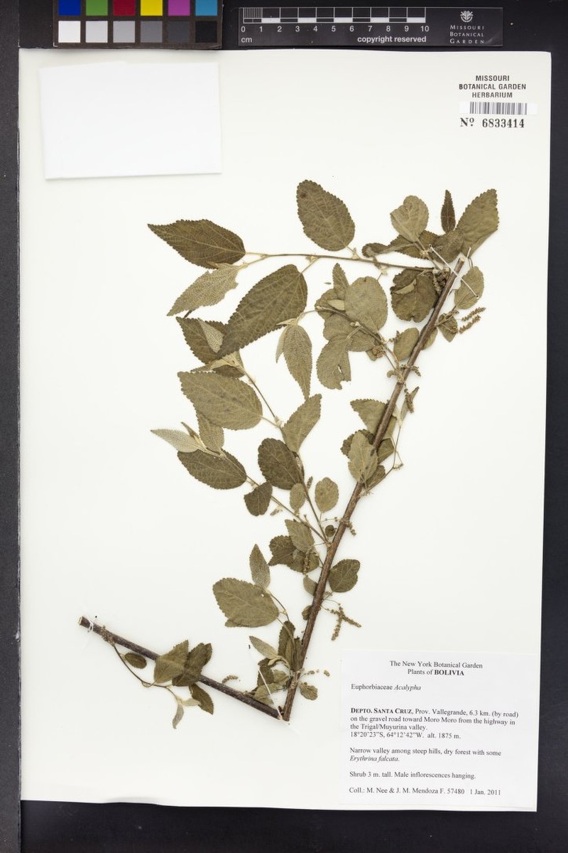 Acalypha neeana