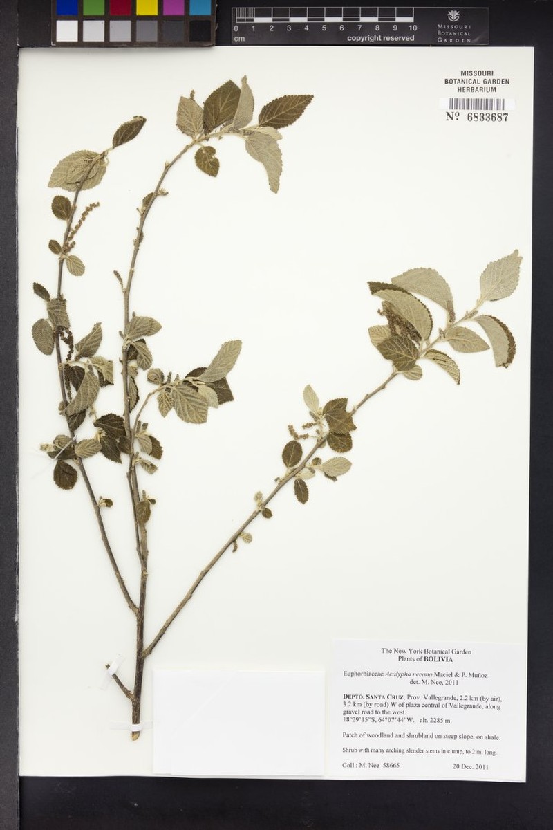 Acalypha neeana photo 2