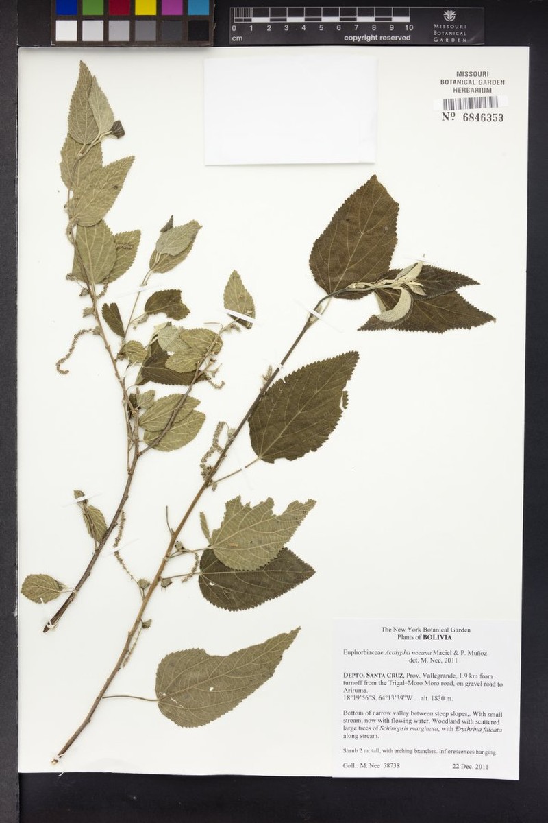Acalypha neeana photo 3